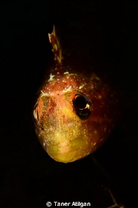 Another blenny from Bodrum/Turkey. No PS. by Taner Atilgan 